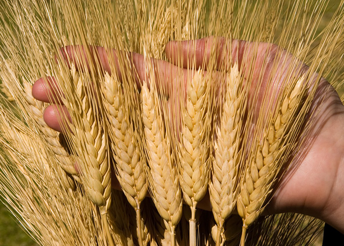​В РФ впервые за семь лет выращена пшеница 1 класса