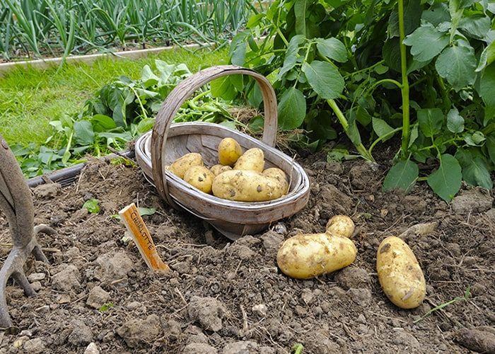 Благоприятные сроки уборки картофеля в августе-сентябре 2019 года