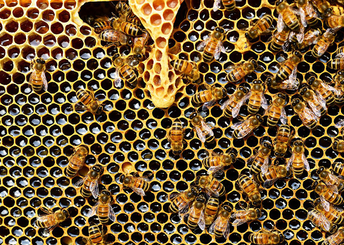 Исход пчел. Нужно ли закупаться медом пока он есть