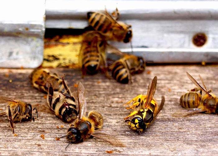 Как Черноземье разбирается с последствиями массовой гибели пчел