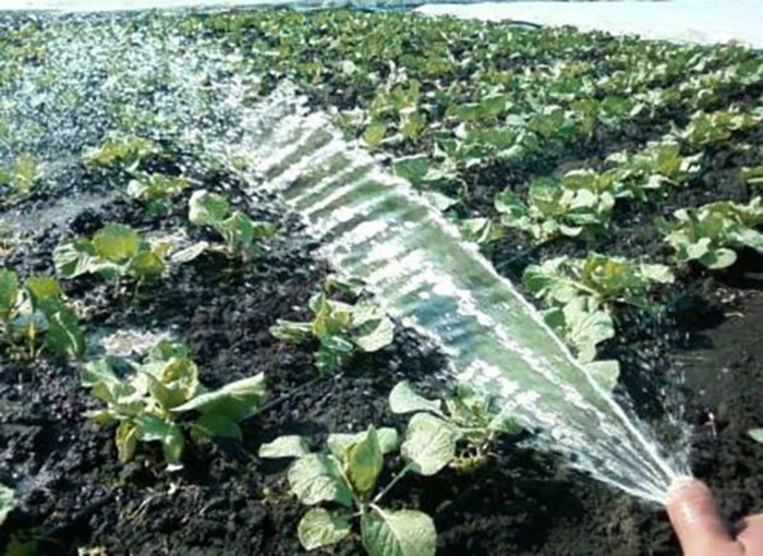 Как вырастить отменный урожай капусты? В первую очередь стоит начать с грамотного посева и высадки рассады!