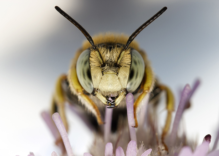 Ученые рассмотрели взаимоотношения пчел и бактерий