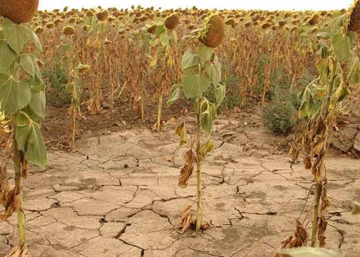 Засуха уничтожила шестую часть урожая в Забайкалье