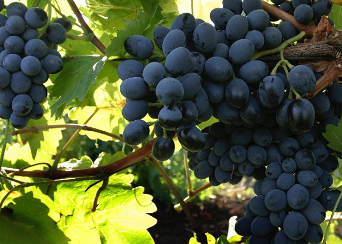 «Абрау-Дюрсо» вложит 1 млрд руб. в расширение виноградников