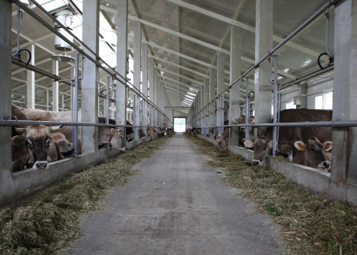 ​Инвестиции в молочное животноводство в Татарстане за 2 года составят 20 млрд рублей