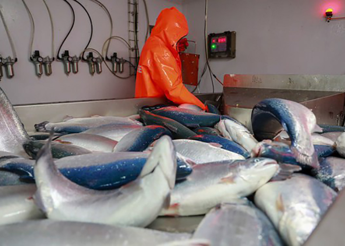 ​Налоговая нагрузка на рыбодобытчиков может кратно вырасти
