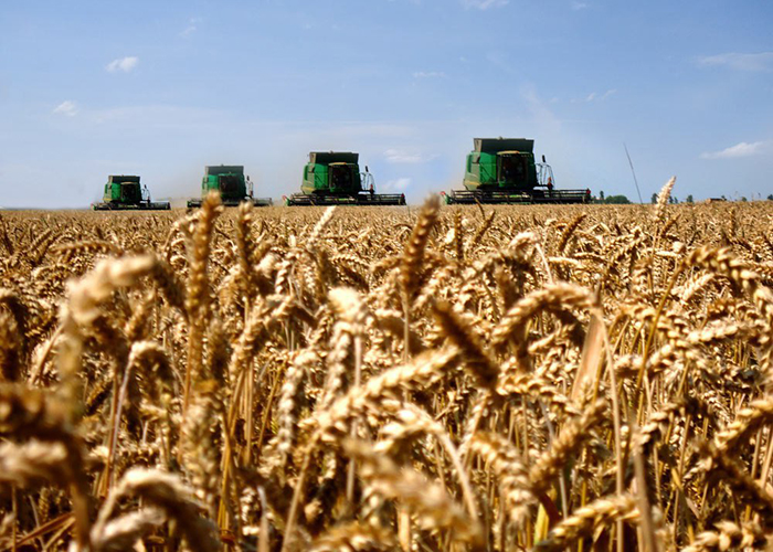 ​Урожайность зерновых и технических культур на Кубани выросла в полтора раза