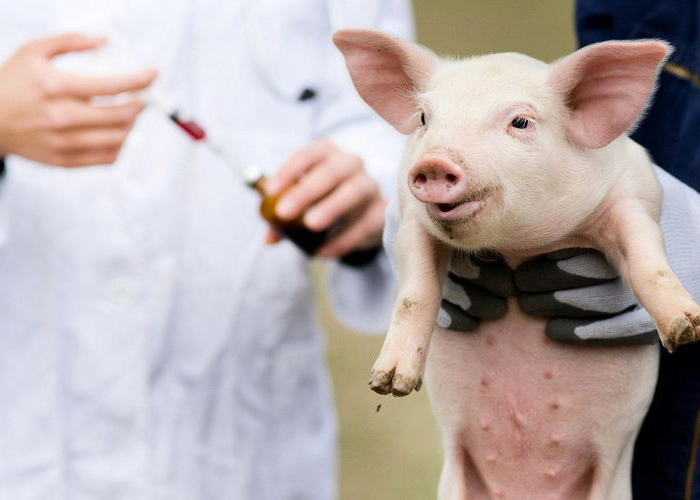 ​В США начались свиноводческие учения по АЧС