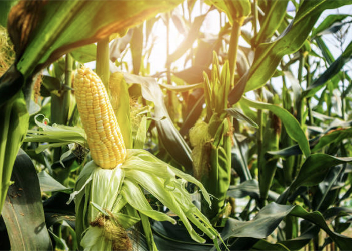 АГРОСИЛА планирует повысить качество уборочной кампании кукурузы за счет инновационного оборудования