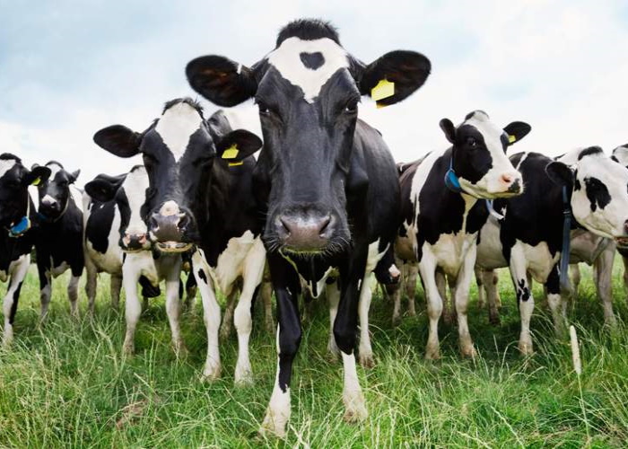 Белоруссия запретила ввоз скота из российского региона