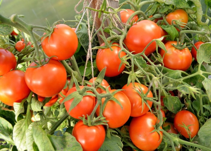 Безрассадный способ выращивания томатов