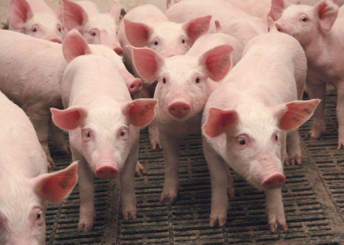 Более 400 свиней уничтожено в Нижегородской области из-за АЧС
