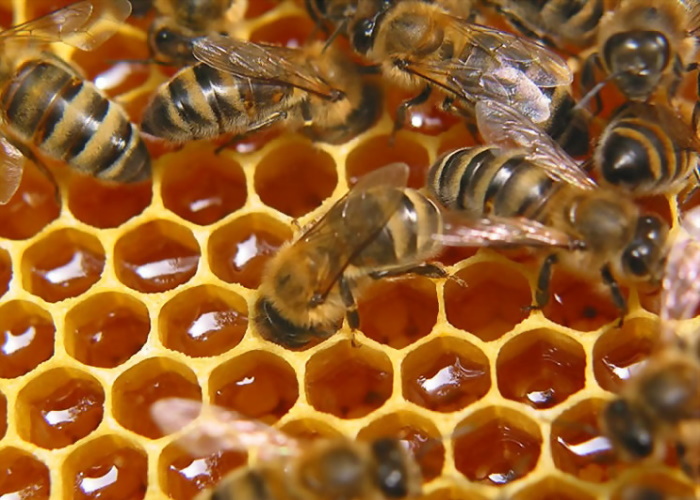 Бренд «Курский мёд» будут продвигать при помощи областных властей