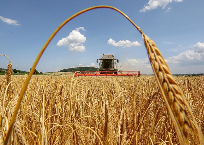 Эксперты вновь снизили прогнозы урожая зерна