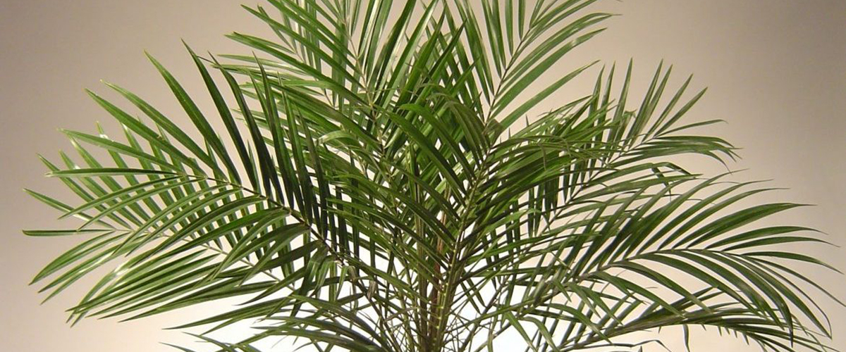 Финиковая пальма из косточки как посадить и вырастить