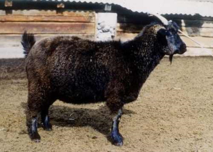 Горно-алтайская коза