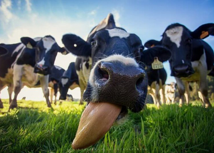 Когда люди начали пить коровье молоко