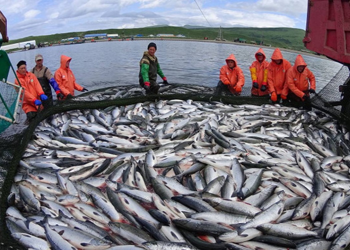 Минсельхоз сообщил об увеличении добычи лососевых в промысловых водах России Об этом сообщает