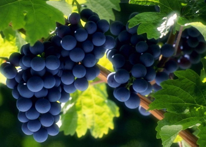 Молдавские производители винограда в отчаянии: что будет с урожаем за этот год