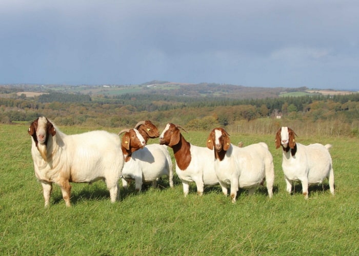 Мясные породы коз