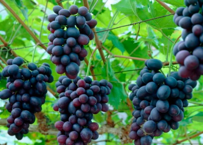 На Кубани собрали 74 тыс.тонн винограда нового урожая