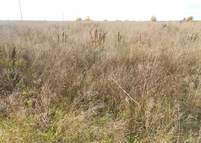 На юге России займутся проблемой заброшенных сельскохозяйственных земель