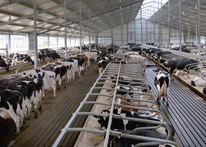 Новый животноводческий комплекс на 1,7 тыс. коров запущен на Ставрополье