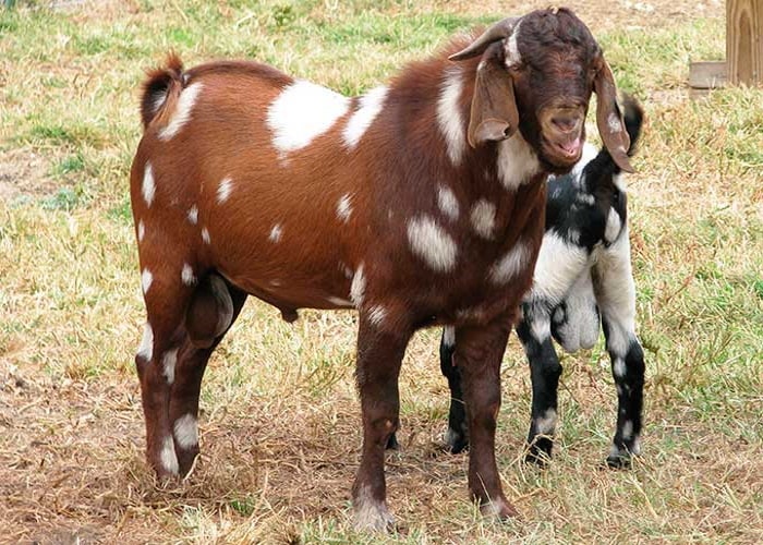 Нубийская порода коз