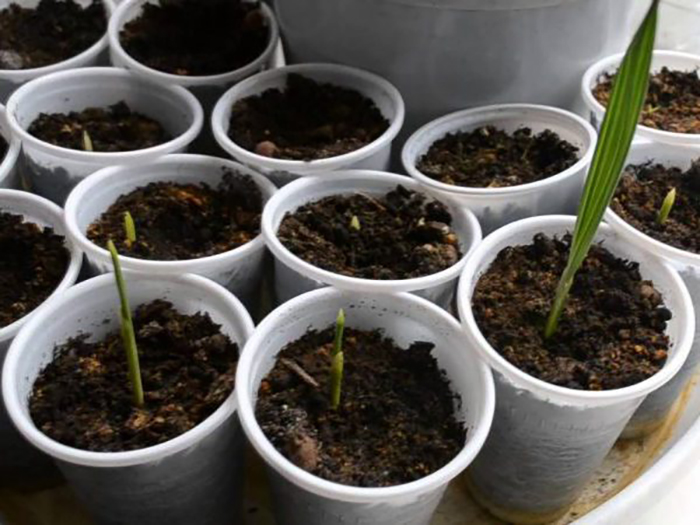 Костная финиковая пальма: как сажать и выращивать