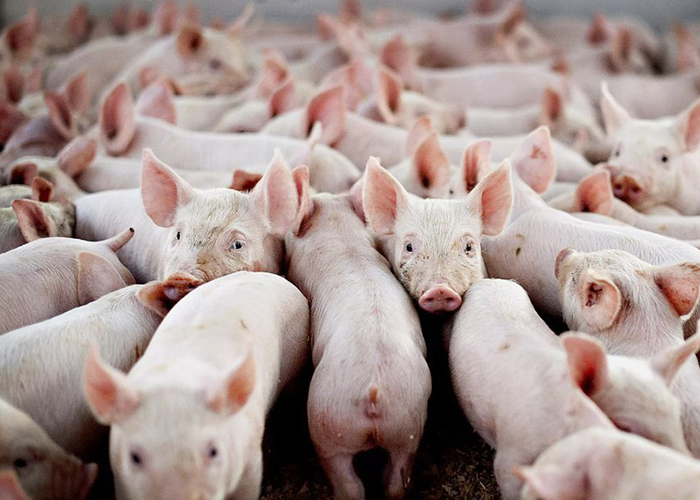 ​Производство свиней за восемь месяцев 2019 года увеличилось на 5,3%
