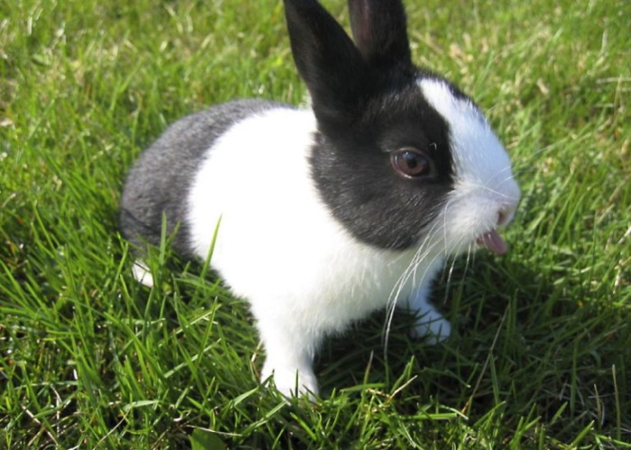 Почему порода Голландский кролик такая популярная?