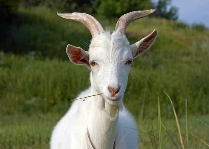 Порода козы без запаха