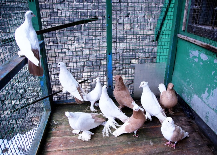 Разведение голубей