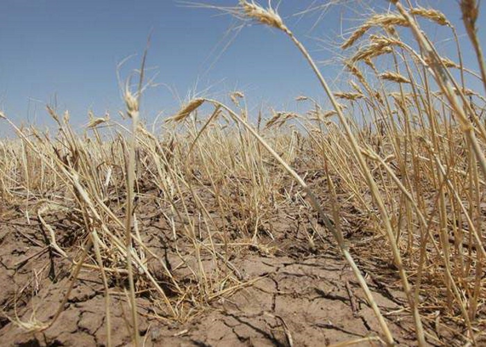 Режим ЧС ввели в 24 муниципалитетах Оренбургской области из-за засухи