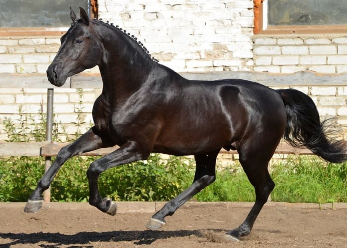 Русская верховая порода лошадей