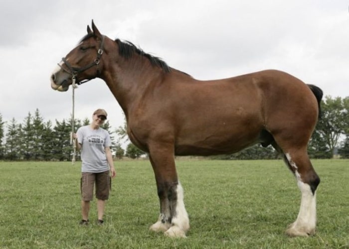 Самая дорогая порода лошадей в мире