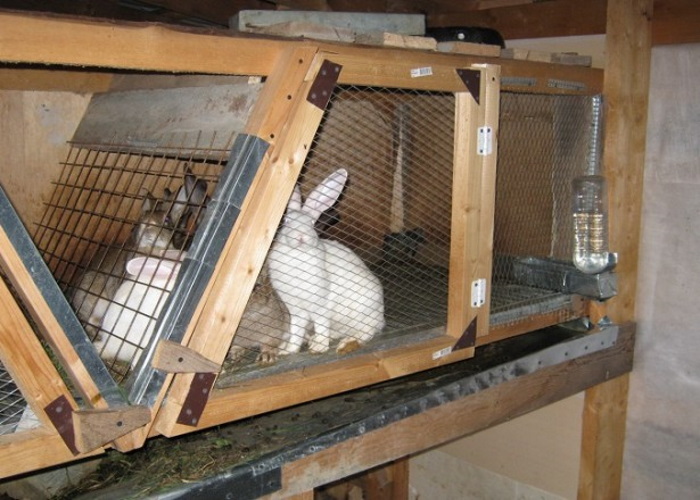 Маточники для кроликов: чертежи и размеры маточного гнезда в клетке крольчихи