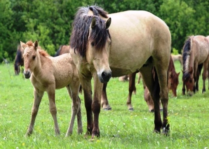 Татарская порода лошадей