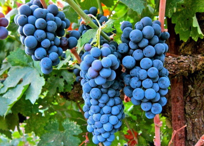 Титов предложил Госдуме пересмотреть законопроект о виноградарстве