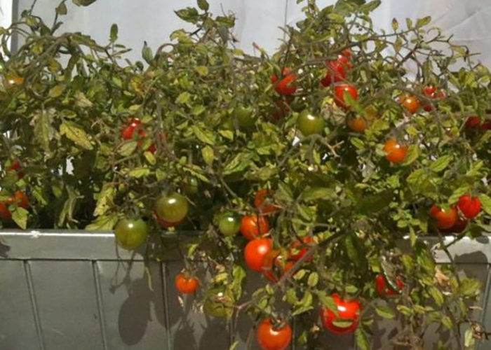 Томат Балконное чудо выращивание в домашних условиях