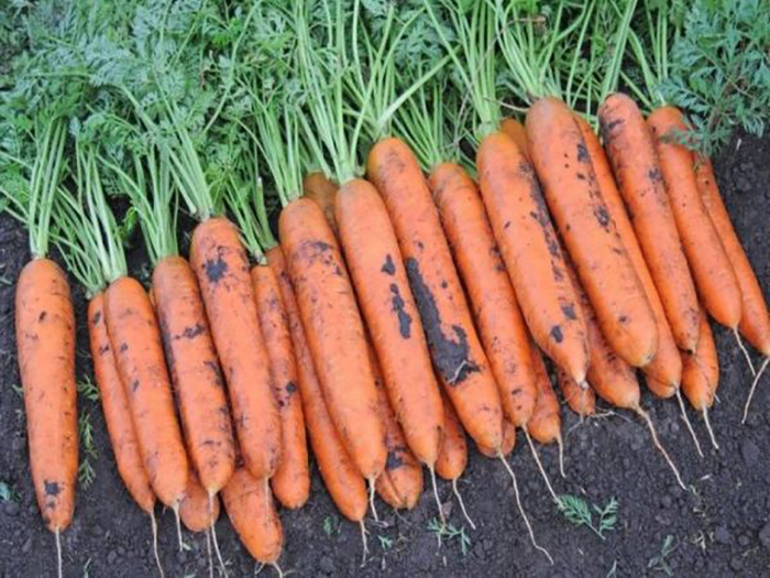 Уборка и подготовка моркови к хранению