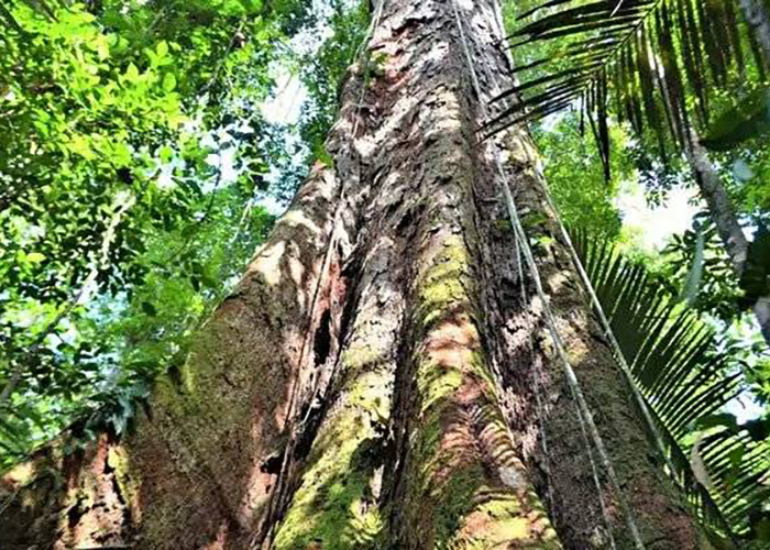 Ученые обнаружили самое высокое дерево в Амазонских лесах