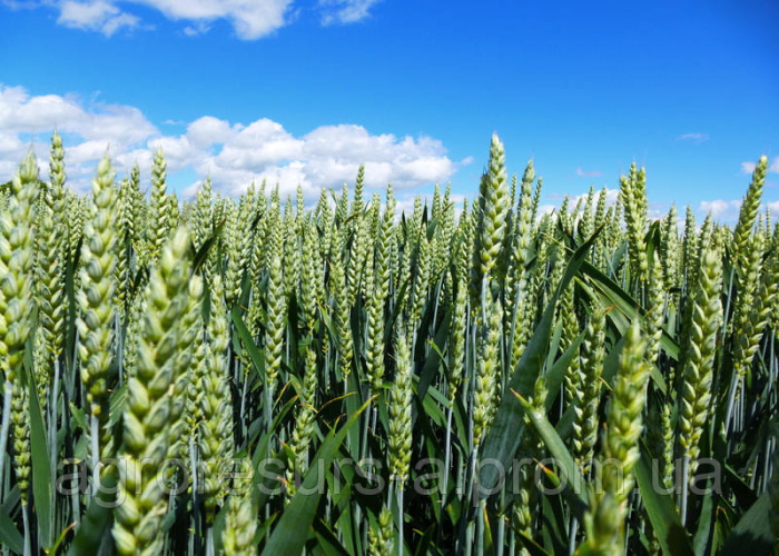 Ученые РФ запатентовали новый способ обработки зерна для повышения его качества