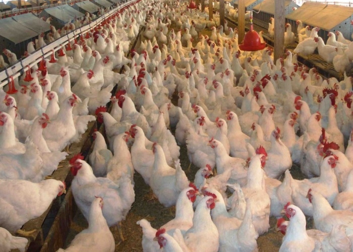 В 2019 году экспорт мяса птицы в Китай может превысить 100 млн долларов
