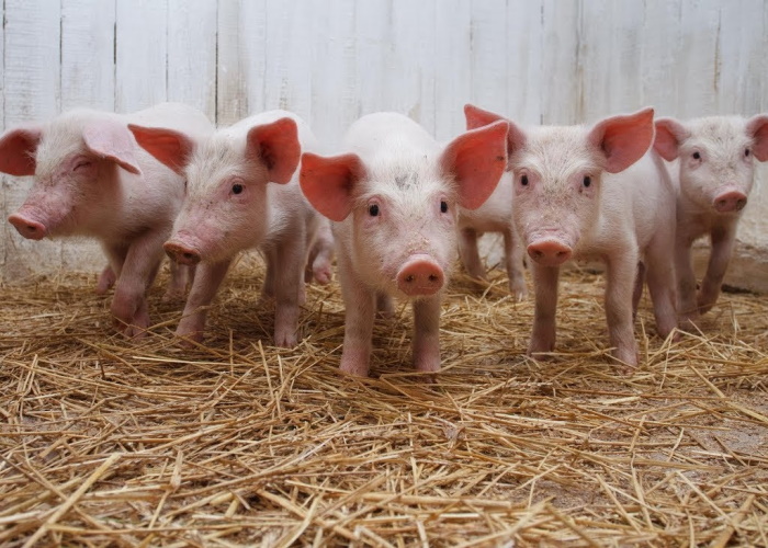 В АПК Курганской области сделают акцент на свиноводство