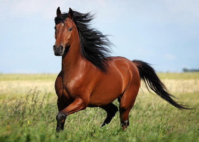 В Башкирии намерены возрождать коневодство