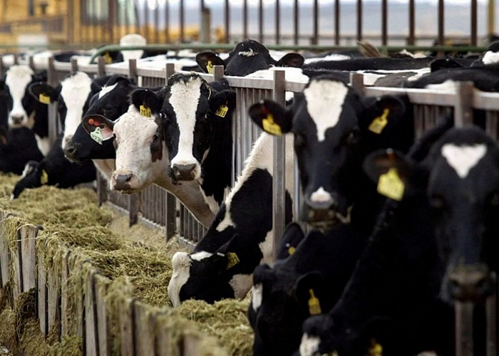 В Псковской области строится новая молочная ферма на 1,8 тыс. коров