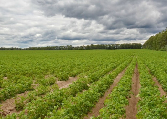 В Совете Федерации предложили создать программу «Плодородный гектар» в интересах фермеров и государства