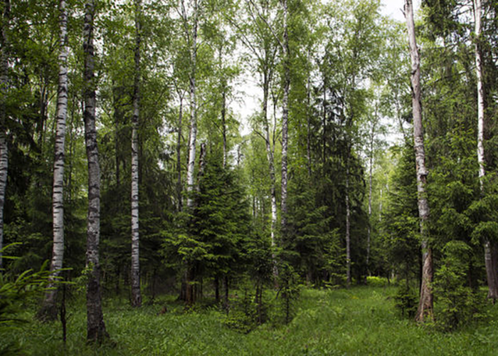 В Волгоградской области на трехнедельный срок продлили запрет на посещение лесов