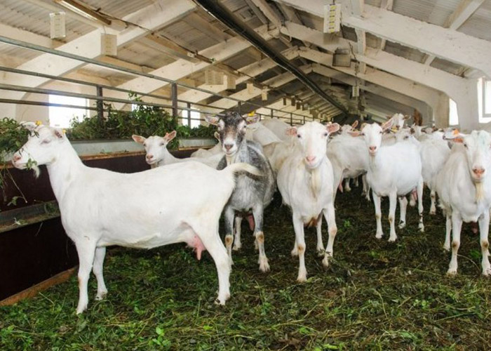 ​Альпийских коз планируют разводить в подмосковной Рузе